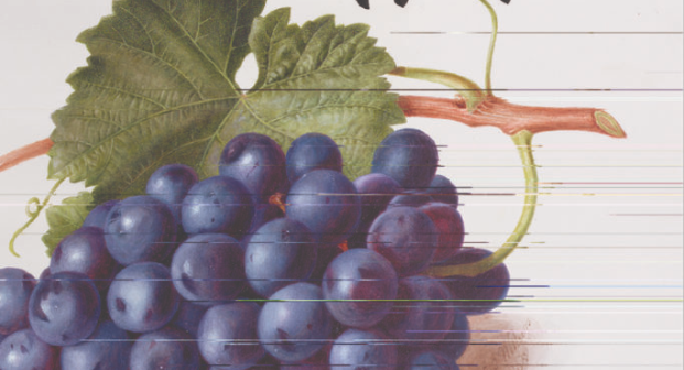Imagem de uma uva roxa, capa da edição americana do livro.